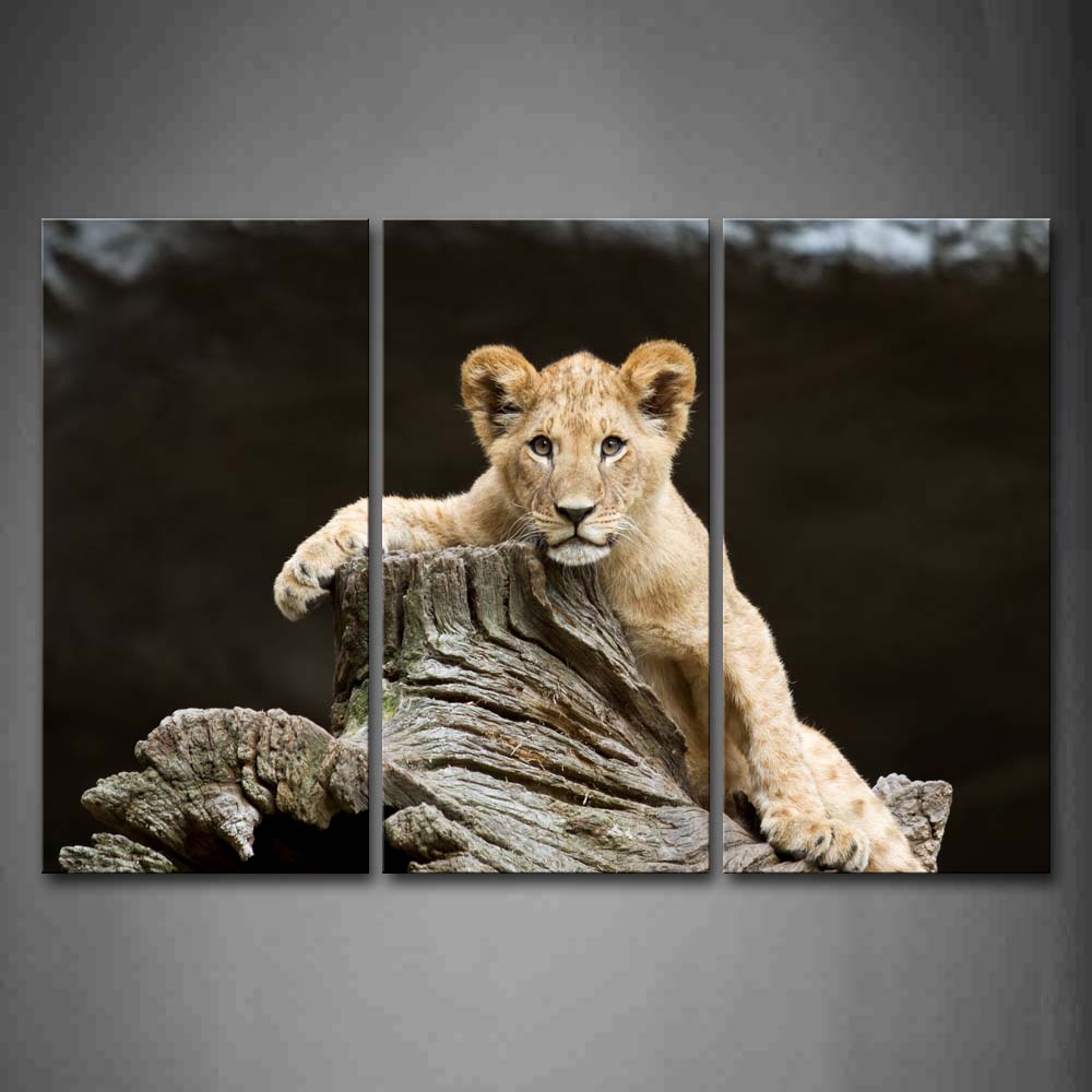 Young Lion Climb On Dry Wood Wall Art Painting Pictures Print On Canvas Animal The Picture For Home Modern Decoration 
