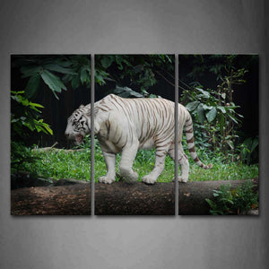 White Tiger Walk On Land Tree Grass Wall Art Painting Pictures Print On Canvas Animal The Picture For Home Modern Decoration 