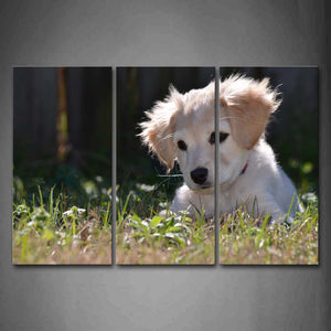 White Dog Sit In Grass Wall Art Painting Pictures Print On Canvas Animal The Picture For Home Modern Decoration 