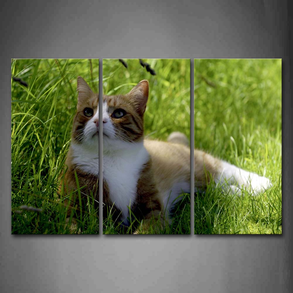 Cat In Grass Look Up  Wall Art Painting The Picture Print On Canvas Animal Pictures For Home Decor Decoration Gift 