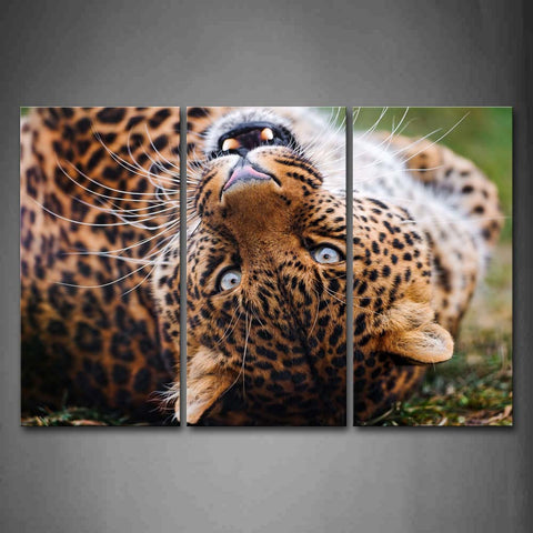 Leopard Lie Down Head Portrait Wall Art Painting The Picture Print On Canvas Animal Pictures For Home Decor Decoration Gift 