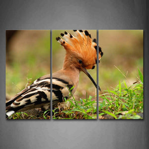 Hoopoe Stand Near Grass Wall Art Painting Pictures Print On Canvas Animal The Picture For Home Modern Decoration 