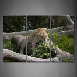 Lion Bend Over On Trunk Grass Wall Art Painting Pictures Print On Canvas Animal The Picture For Home Modern Decoration 