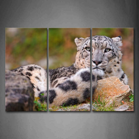 Snow Leopard Sit Near Stones Grass Wall Art Painting The Picture Print On Canvas Animal Pictures For Home Decor Decoration Gift 