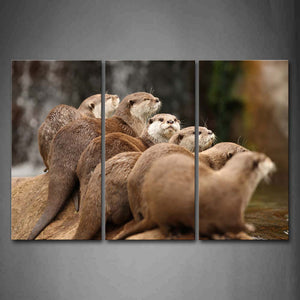 Several Otters Sit On Stone Near Water Wall Art Painting Pictures Print On Canvas Animal The Picture For Home Modern Decoration 