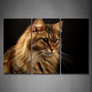 Cat Is Staring Front Black Background Wall Art Painting Pictures Print On Canvas Animal The Picture For Home Modern Decoration 