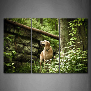 Yellow Dog Stand In Forest Grass Stonewalling Wall Art Painting Pictures Print On Canvas Animal The Picture For Home Modern Decoration 