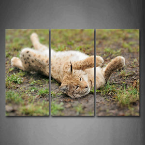 Lynx Lie On The Mud And Grass Wall Art Painting Pictures Print On Canvas Animal The Picture For Home Modern Decoration 