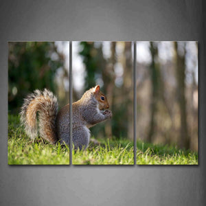 Squirrel Eat Pine Cone On The Lawn Wall Art Painting The Picture Print On Canvas Animal Pictures For Home Decor Decoration Gift 