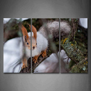 White Squirrel Stand On A Branch Wall Art Painting The Picture Print On Canvas Animal Pictures For Home Decor Decoration Gift 