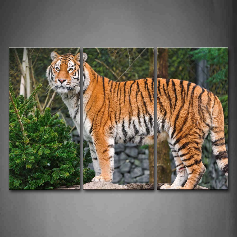 Tiger Stand On A Stone Surrounded By Trees Wall Art Painting Pictures Print On Canvas Animal The Picture For Home Modern Decoration 