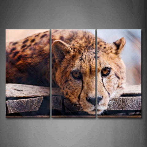 Cheetah Lie On A Wooden Board Wall Art Painting Pictures Print On Canvas Animal The Picture For Home Modern Decoration 