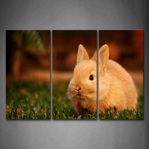 Brown Yellow Rabbit Stand On Lawn  Wall Art Painting Pictures Print On Canvas Animal The Picture For Home Modern Decoration 