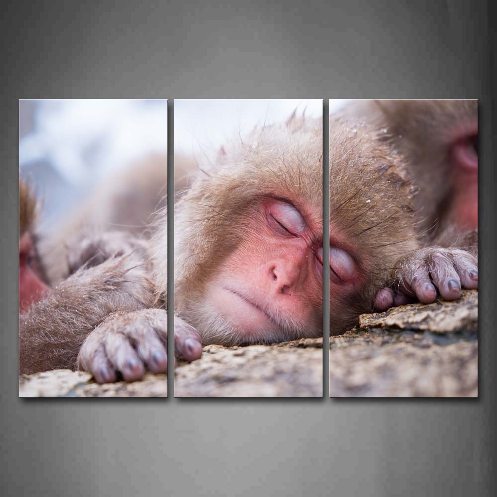 Japanese Macaque Sleeping On A Stone Wall Art Painting The Picture Print On Canvas Animal Pictures For Home Decor Decoration Gift 