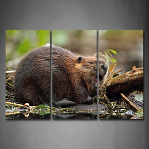 Brown Beaver Lie On Trunk With Mouth Open Wall Art Painting Pictures Print On Canvas Animal The Picture For Home Modern Decoration 