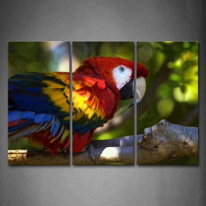 Colorful Macaw Stand On Branch Wall Art Painting Pictures Print On Canvas Animal The Picture For Home Modern Decoration 