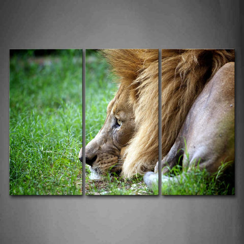 Lion Lie On Green Lawn  Wall Art Painting The Picture Print On Canvas Animal Pictures For Home Decor Decoration Gift 