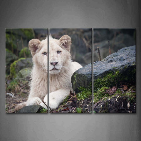 White Lion Lie On Floor With Rocks  Wall Art Painting Pictures Print On Canvas Animal The Picture For Home Modern Decoration 