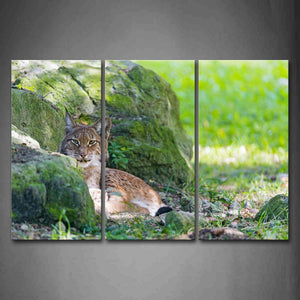 Bobcat Sit By Rock On Grass Wall Art Painting Pictures Print On Canvas Animal The Picture For Home Modern Decoration 