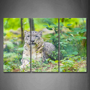 Snow Leopard Sit On Ground High Grass  Wall Art Painting The Picture Print On Canvas Animal Pictures For Home Decor Decoration Gift 