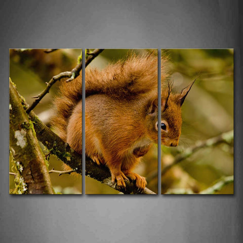 Yellow Squirrrel Stand On Branch Look Down Wall Art Painting The Picture Print On Canvas Animal Pictures For Home Decor Decoration Gift 