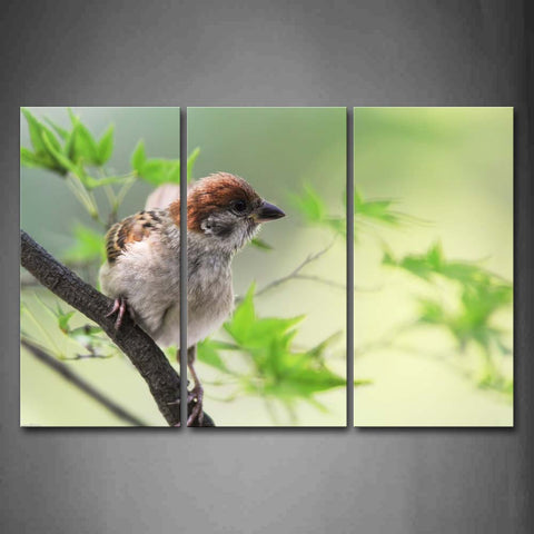 Brown Bird Stand On Branch With Green Leaves Wall Art Painting The Picture Print On Canvas Animal Pictures For Home Decor Decoration Gift 