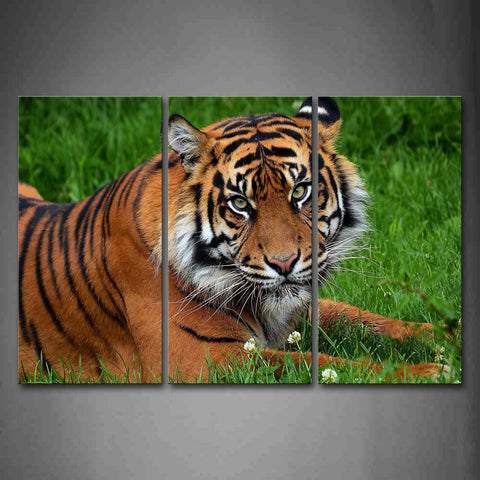 Tiger Lie On The Grass  Wall Art Painting The Picture Print On Canvas Animal Pictures For Home Decor Decoration Gift 