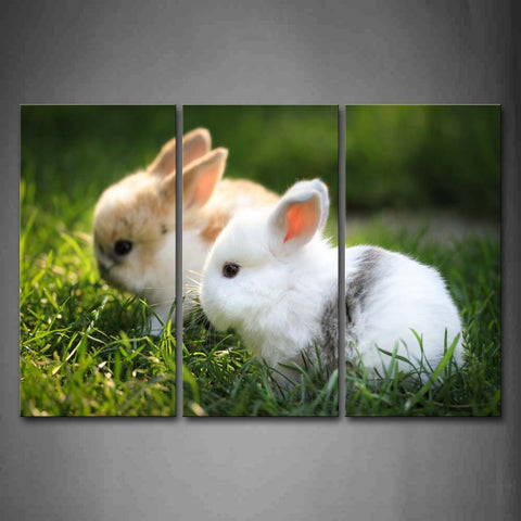 White Rabbit And Yellow Rabbit Sit On Grass Wall Art Painting Pictures Print On Canvas Animal The Picture For Home Modern Decoration 