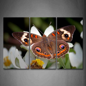 Beautiful Butterfly Stand On White Flowers Wall Art Painting The Picture Print On Canvas Animal Pictures For Home Decor Decoration Gift 