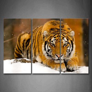 Tiger Sit On Ice Land  Wall Art Painting The Picture Print On Canvas Animal Pictures For Home Decor Decoration Gift 