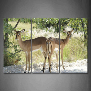 Two Deers Stand Near Trees Wall Art Painting Pictures Print On Canvas Animal The Picture For Home Modern Decoration 