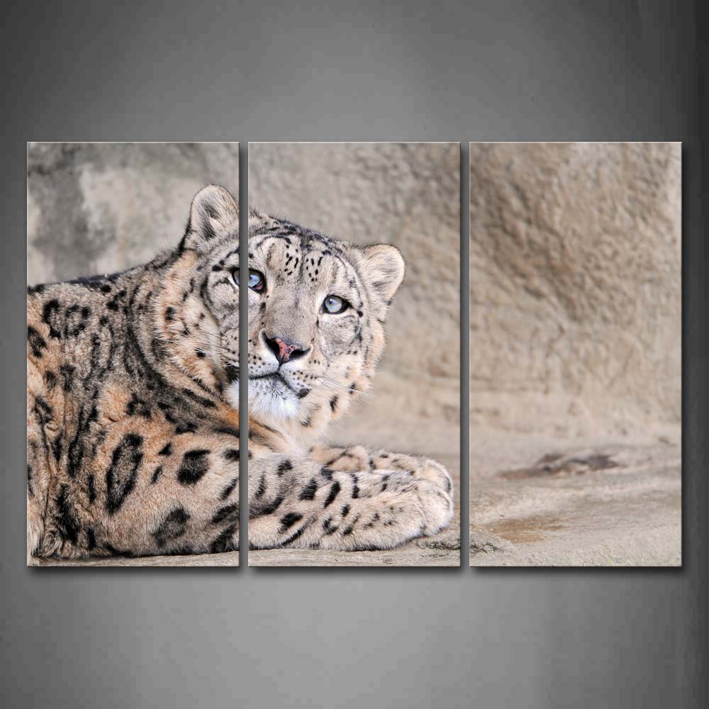 Snow Leopard Lie On Land  Wall Art Painting Pictures Print On Canvas Animal The Picture For Home Modern Decoration 