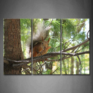 Squirrel Eat Food On The Branch  Wall Art Painting Pictures Print On Canvas Animal The Picture For Home Modern Decoration 