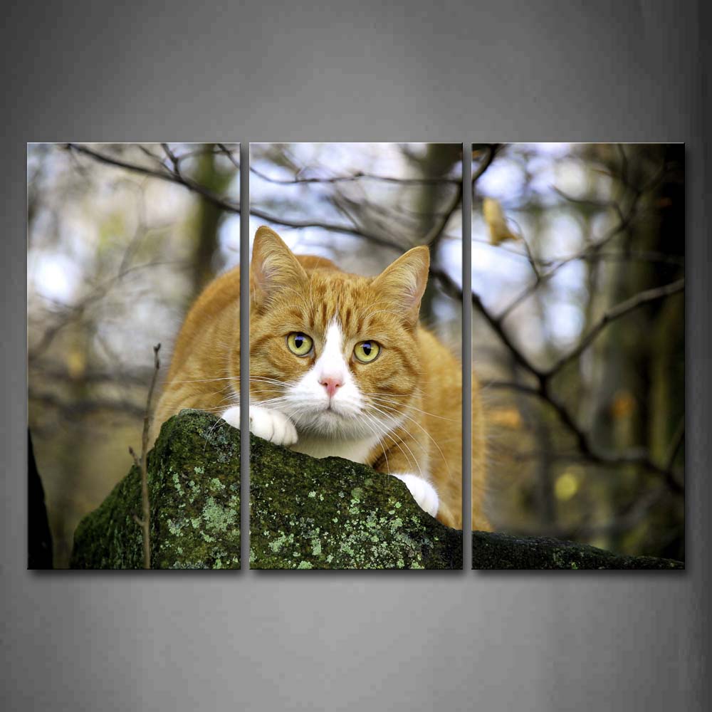 Yellow Cat Stand On Stone Near Trees Wall Art Painting Pictures Print On Canvas Animal The Picture For Home Modern Decoration 