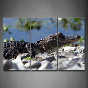 Crocodile Stay On Stones  Wall Art Painting The Picture Print On Canvas Animal Pictures For Home Decor Decoration Gift 