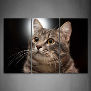 Gray Cat At Black Background Wall Art Painting Pictures Print On Canvas Animal The Picture For Home Modern Decoration 