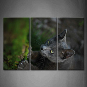 Gray Cat Stand On Grass Wall Art Painting Pictures Print On Canvas Animal The Picture For Home Modern Decoration 