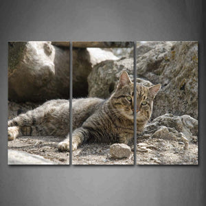 Gray Cat Lie On Soil Floor Near Rocks And Wood Wall Art Painting Pictures Print On Canvas Animal The Picture For Home Modern Decoration 