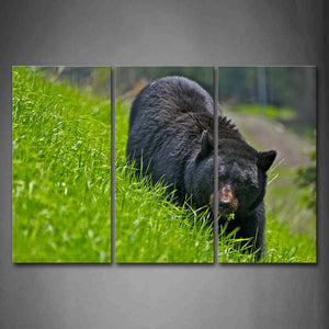 Black Bear Stand On Green Lawn  Wall Art Painting Pictures Print On Canvas Animal The Picture For Home Modern Decoration 