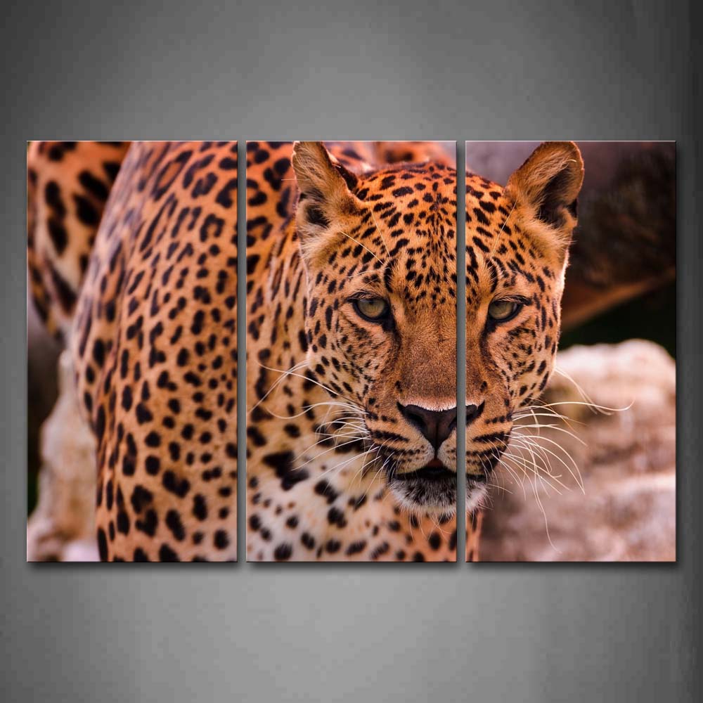 Brown Leopard Stand Near Rocks Wall Art Painting Pictures Print On Canvas Animal The Picture For Home Modern Decoration 