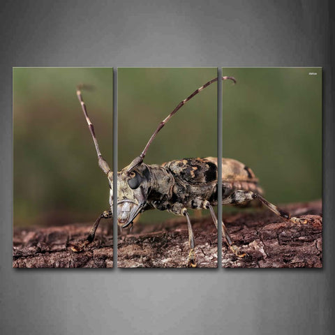 Flat Head Longhorn Stay On Soil Land Wall Art Painting Pictures Print On Canvas Animal The Picture For Home Modern Decoration 