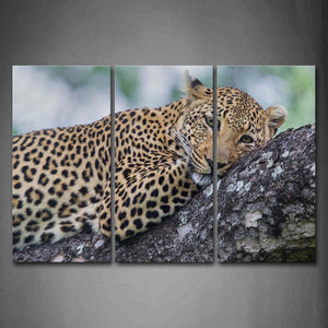 Leopard Lie On Rock Wall Art Painting Pictures Print On Canvas Animal The Picture For Home Modern Decoration 